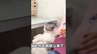 小猫咪成精了，姐姐在家和不在家的区别太大了！   西瓜视频 #000