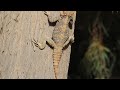 roughtail rock agama laudakia stellio stellio