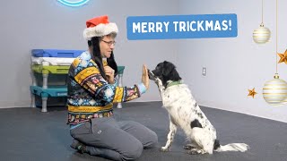 Trickmas Series: Teach Your Dog 5 Fun Tricks - Part 2