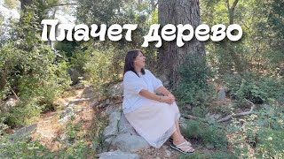 Плачет дерево