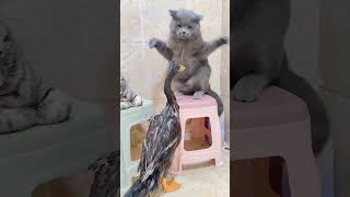 so cute cat and duck 😍😍 #viral #shorts #comedy