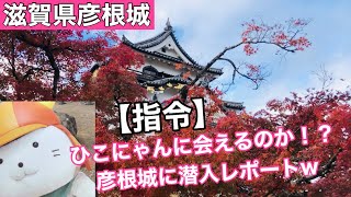 【彦根城】紅葉シーズンにひこにゃんに会いに行くの巻