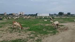 Goat 🐐 | Local people work | Kanigiri | Andhra Pradesh | south india States | village life