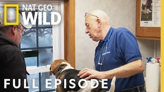 Deck the Halls with Dr. Pol (Full Episode) | The Incredible Dr. Pol