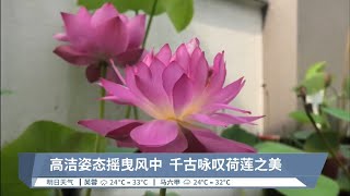 莲花荷花身份之谜 太平惜花人满庭春【2023.06.18 八度空间华语新闻】