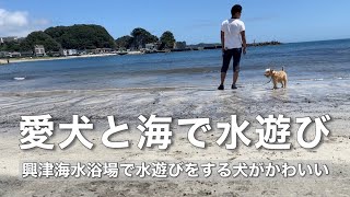 愛犬が海で水遊びをした時の行動が面白くてかわいかったw興津海水浴場は透明度も抜群で釣りもできてオススメ。海の音を聞いているだけで癒やされた♪【テリア】