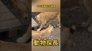 不知道羞恥的雄獅 #動物世界 #獅子