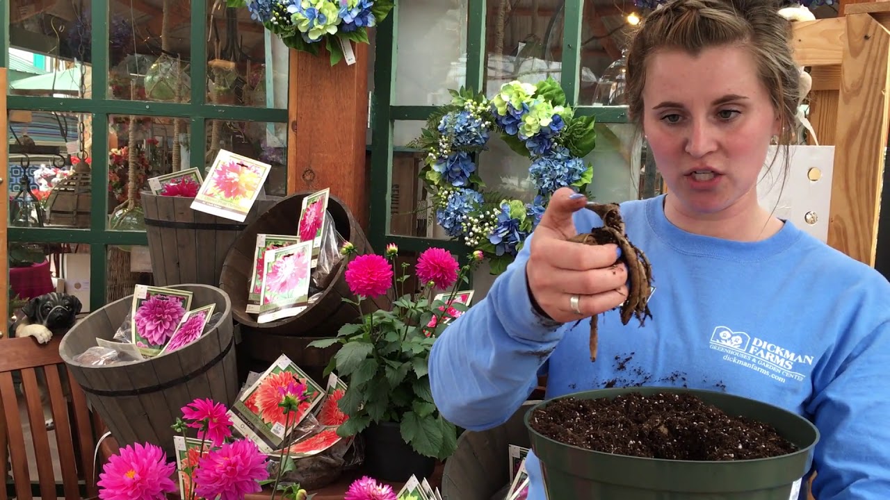 Growing Dahlias Youtube