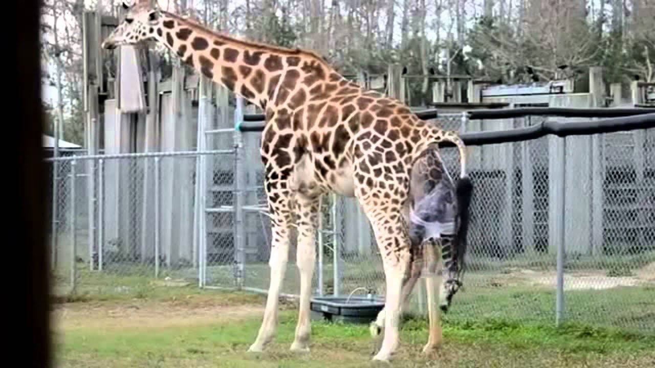 Giraffes Giving Birth At Zoo - YouTube