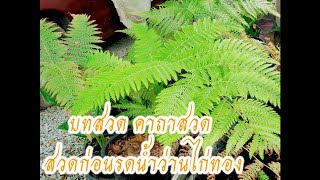 บทสวด / คาถา สวดก่อนรดน้ำต้นว่านไก่ทอง #ว่าไก่ทอง#ว่านลูกไก่ทอง#บทสวดก่อนรดน้ำ