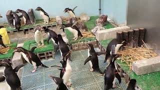 ミナミイワトビペンギンの同居：葛西臨海水族園