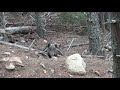 wild boar driven hunt in pirin mountain 1