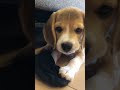 【ビーグル仔犬】初めて靴下を盗む❕