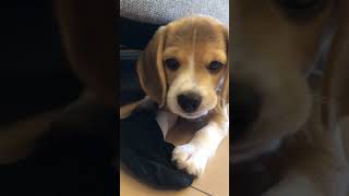 【ビーグル仔犬】初めて靴下を盗む❕