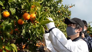 市職員、副業でミカンの収穫手伝う　和歌山県有田市