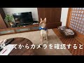 おねえちゃんとお留守番になったワンジロー