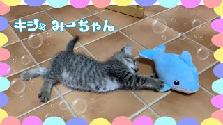 子猫とイルカ🐬 生後1ヶ月キジ猫みーちゃん~成長記録~