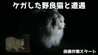 ケガした野良猫に遭遇した【心配なので保護作戦開始】