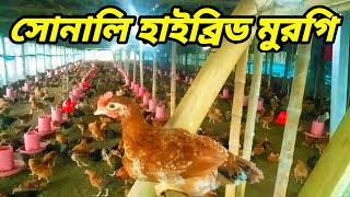 অল্প সময়ে সোনালি হাইব্রিড মুরগি পালন। Sonali Hybrid Murgi Khamar Video