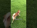 球球你咬了什麼 柴犬 shiba 柴犬球球