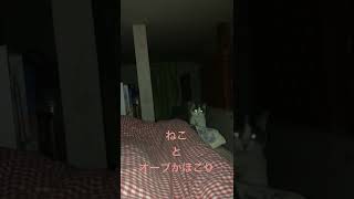 【心霊動画】風　猫とオーブ#猫 #保護猫 #心霊現象 #オーブ #霊感なし#猫動画