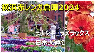 FLOWAR GARDEN2024 」横浜赤レンガ倉庫　ラナンキュラスラックス　横浜公園チューリップ