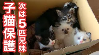 また子猫保護！今度は5匹兄妹まとめて