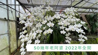 2022/0222 Taiwan grandma is full! 50 years old grandma! ! Hundreds of flowers are in full bloom!