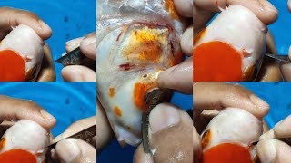 Cutting Koi Part 6 || HIDUNG SAMA PELIPIS MATA SAMPAI DICOPOT 😱