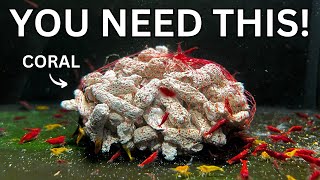 5 Things You Need if You Have Shrimp!