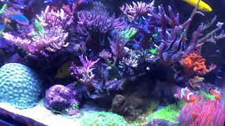 Practical Reef - 21 months