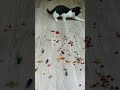 cat vasj bottle 🍼🔴 reverse video funnyreversecat cat funny