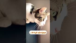 بیا ببین این گربه چیکار میکنه😰#shorts #cat #catcute