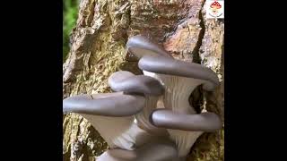 Abalone Mushroom - ඇබලෝන් බිම්මල් #liyaramushrooms #mushrooms #liyara