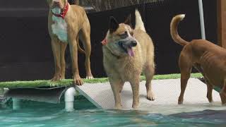 Tilly in the Pool