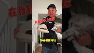 我爸被100只緬因貓，氣到要回老家#cat