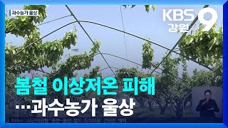 봄철 이상저온 피해…과수농가 울상 / KBS  2023.05.09.