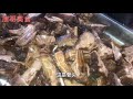 农村天价狗肉店，去骨狗肉100元一斤，带骨狗排120元一份，大爷66岁，干了几十年 安徽合肥 【唐哥美食】