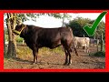 🔴 Raza SUIZO AMERICANO EUROPEO Y SUIZBU ✅  RANCHO JAZMIN PARTE PARTE 2