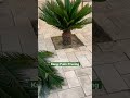 Kangi Palm || cycad || #kangipalm #cycad #palm #viral #shortsvideo #reels #shortsfeed #gardening