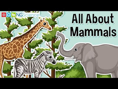 What do mammals have on their bodies?