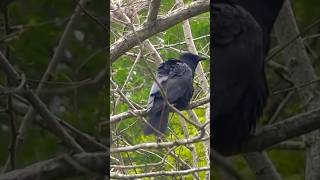 鳴くたびに背中の羽が動くカラス烏、Crow