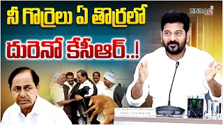 మాయమైన 60 లక్షల గొర్రెలు...అసలు ఏం జరిగింది! || BRS Party Leaders Sheep Scam || Zindagi Media