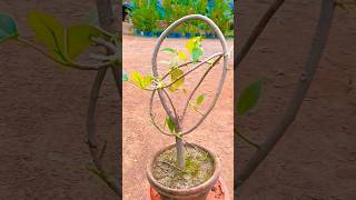 mini bonsai peepal tree #shorts #youtubeshorts #trending #peepal