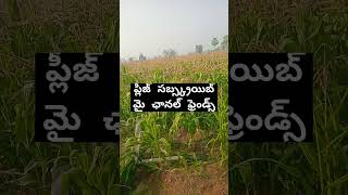 నా మొక్కజొన్న పంట 👍👍🌽🌽🌽