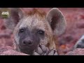 wild serengeti 4k battle for survival in lions territory nature animal documentary