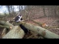 australian kelpie skovfarmen´s l litter at natures playground