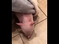 Pig in a blanket