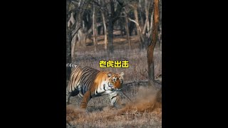 森林之王老虎狩獵巨型大野豬#野生動物零距離 #內容啟發搜索 #老虎