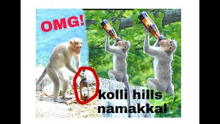 Namakkal kolli hills | monkey with beer bottle|shocking moment